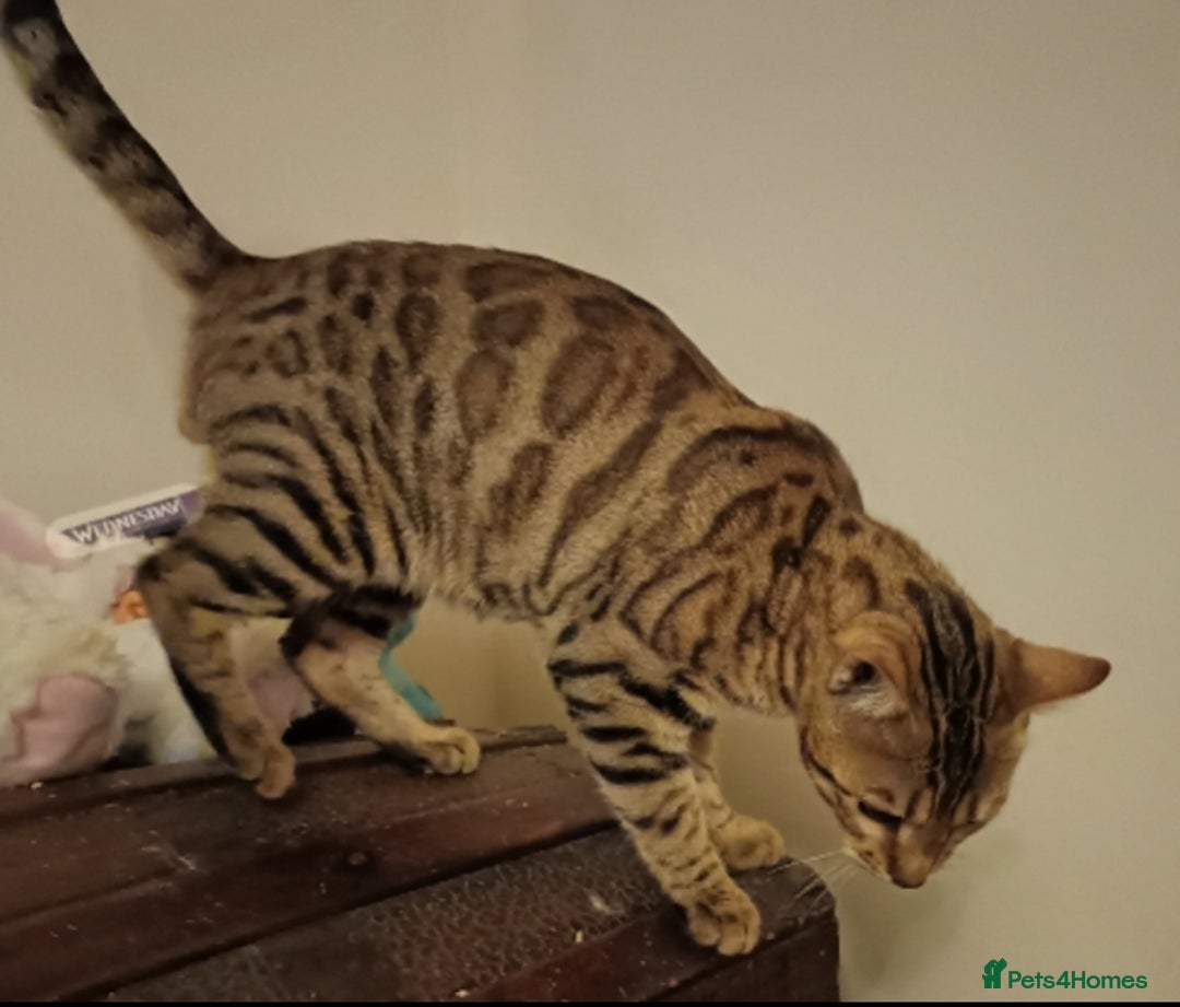 Bengal cats for sale: Bengal Adolescent & Young Adult Entire Males - Image 14