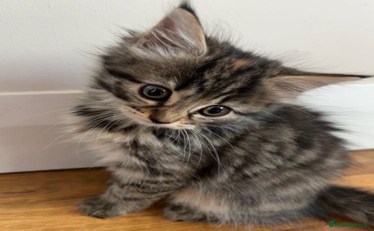 Mixed Breed cats - Advert 2