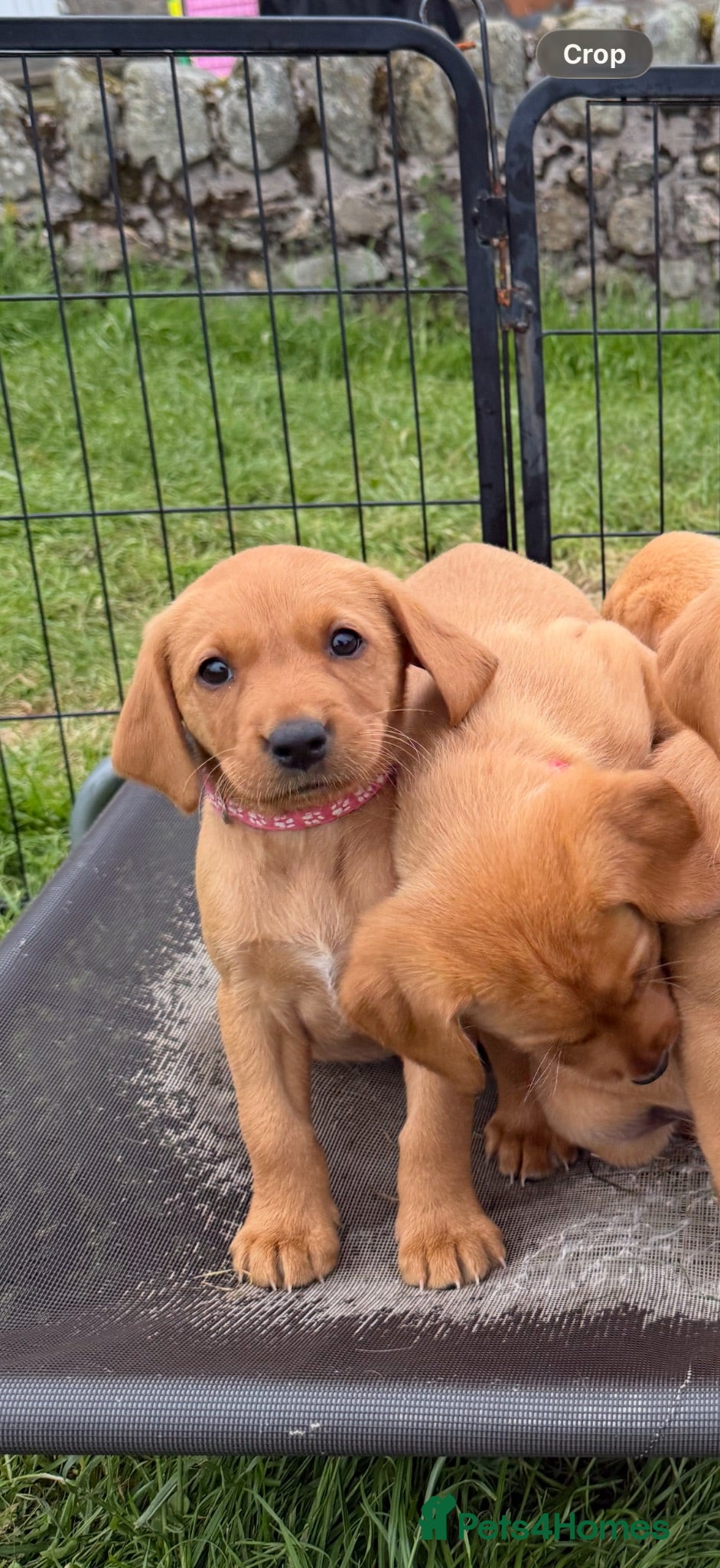 Labrador Retriever dogs Health Tested Labrador Puppies For Sale  - Advert 2