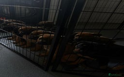 Mixed Breed dogs for sale: Beautiful Ridgeback Staffy x Rottweiler Puppies - Advert 4