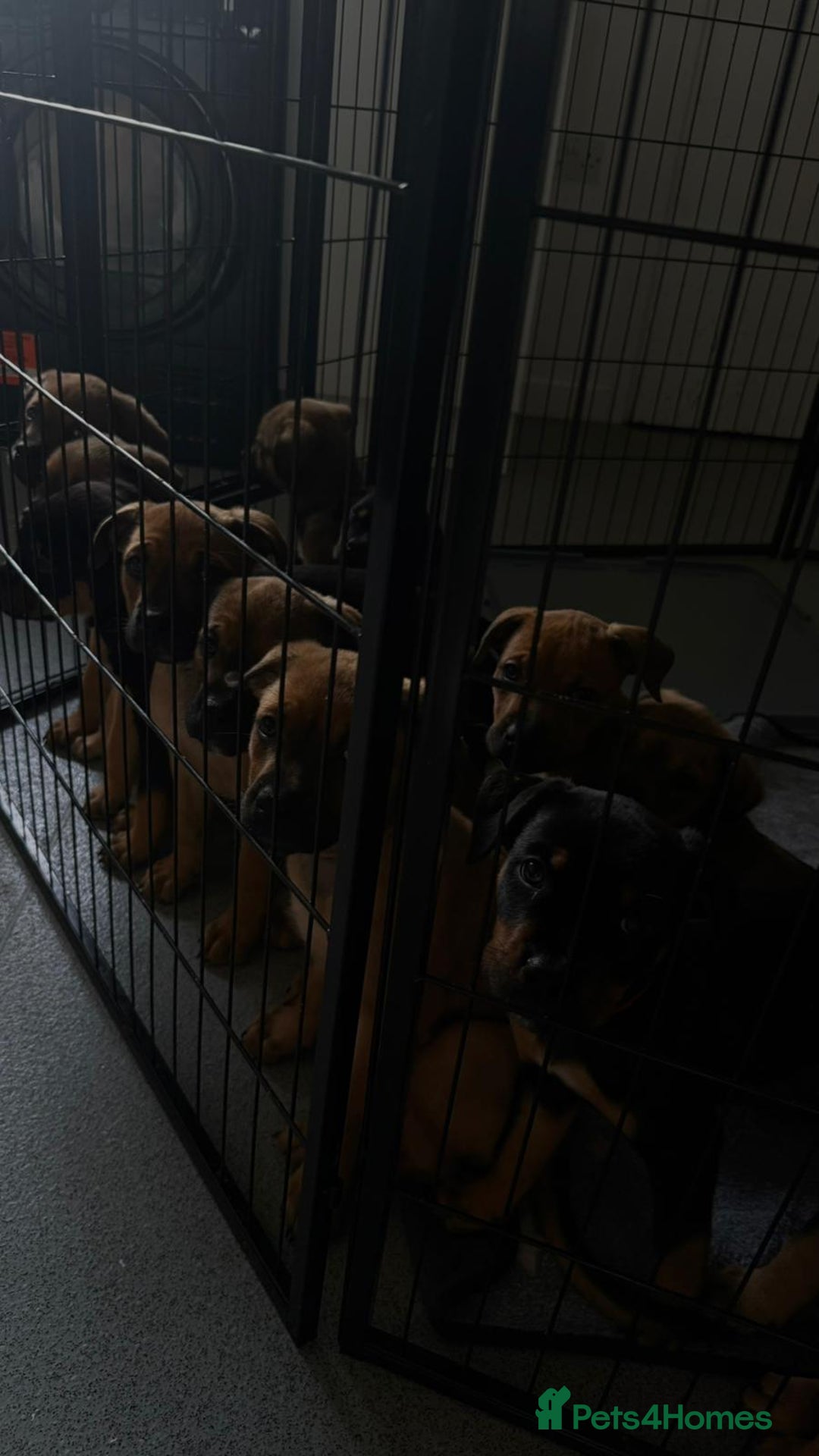 Mixed Breed dogs for sale: Beautiful Ridgeback Staffy x Rottweiler Puppies - Advert 4