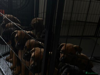 Mixed Breed dogs - Advert 4