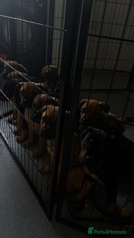 Mixed Breed dogs - Advert 4