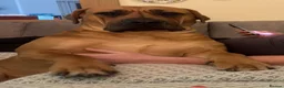 Boerboel dogs for sale: Elite Guard Neema X Spartan Dutch - Advert 6
