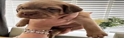 Dogue De Bordeaux dogs for sale: Magnificent Puppies Seeking Loving Homes in Belfast - Advert 3