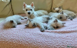 Ragdoll cats for sale: Ragdoll kittens f - Image 8
