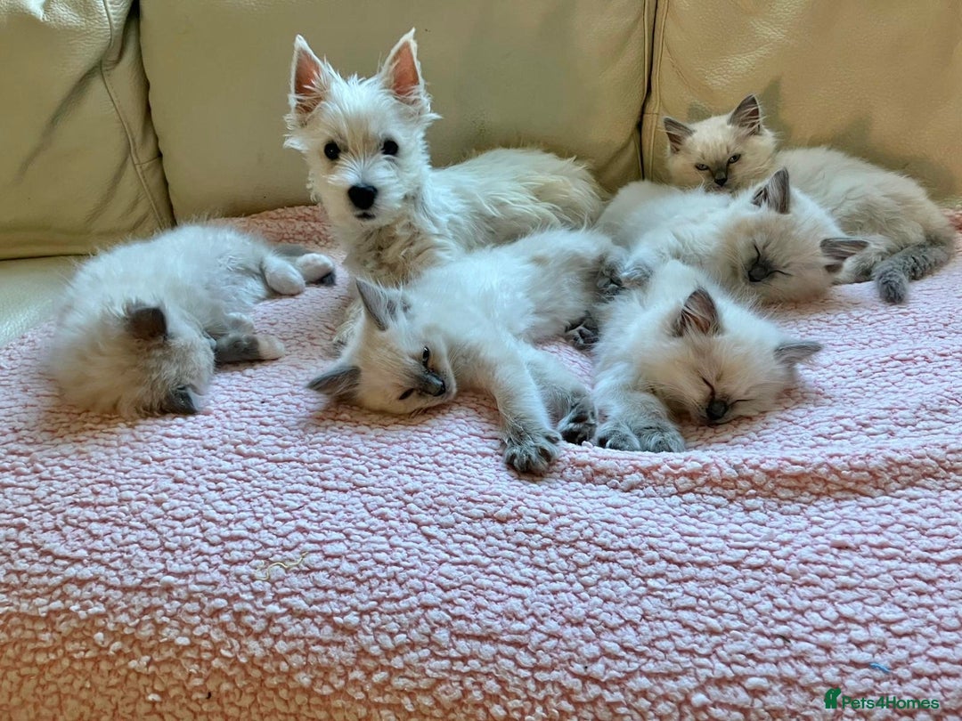 Ragdoll cats for sale: Ragdoll kittens f - Image 8