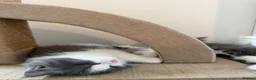 Turkish Angora cats for sale: 2 Boys mix Maincoone, Turkish angora, Persian mix in Faringdon - Advert 7
