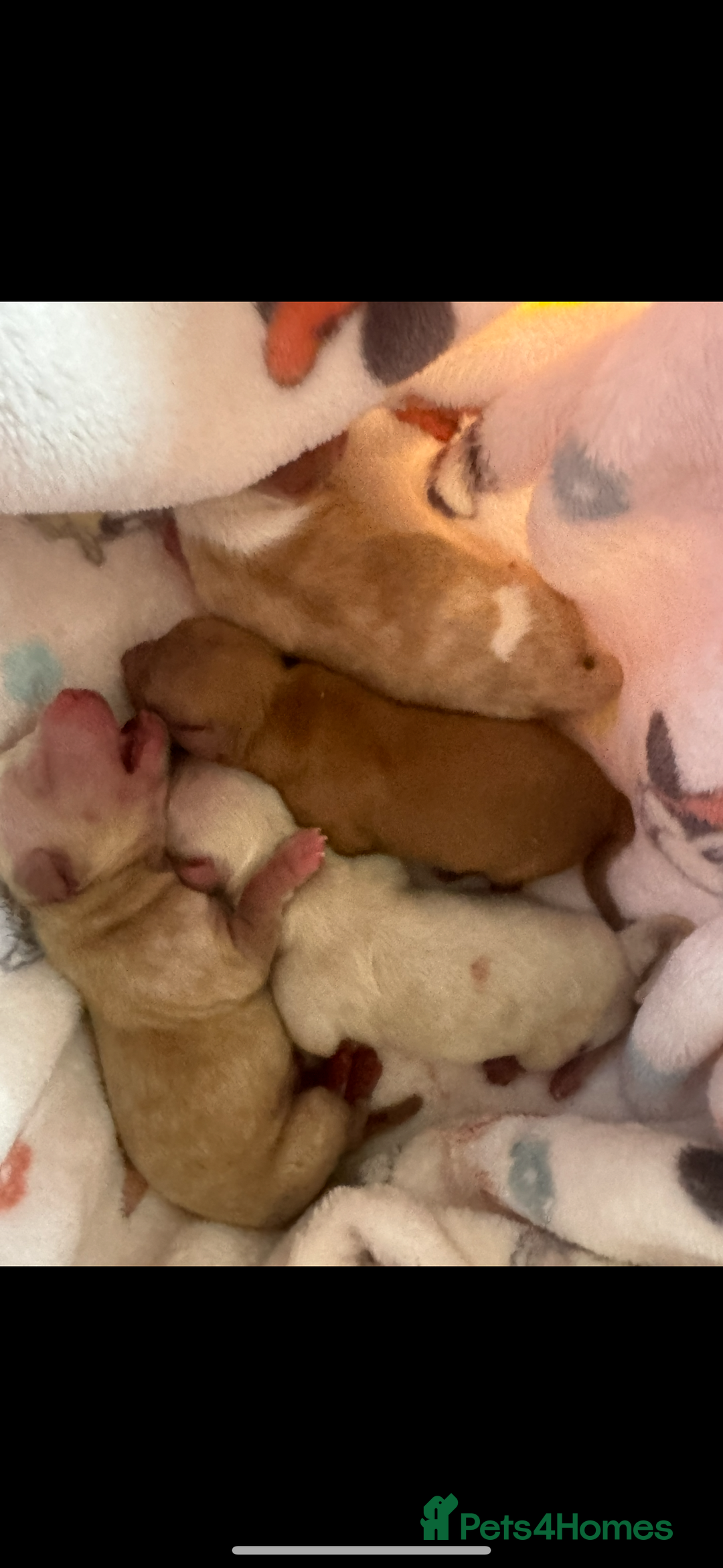 Chipoo dogs for sale: Stunning chipoo puppies  - Image 2