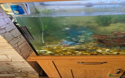Koi Carp fish for sale: Fish tank and fish - Advert 6