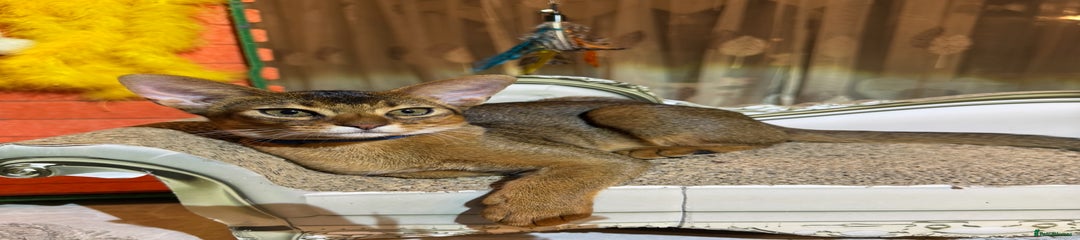 Abyssinian Kitten 