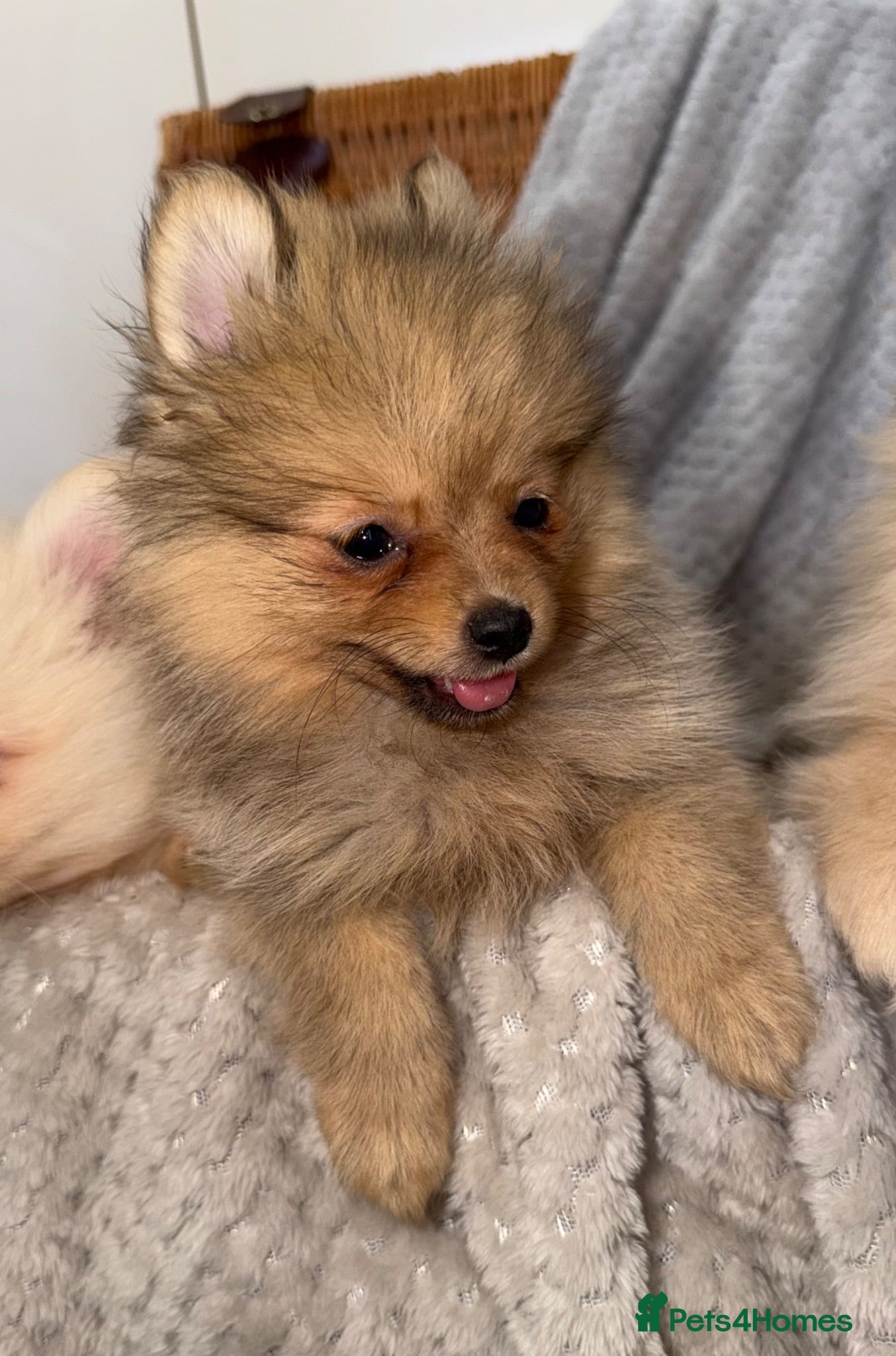 Pomeranian dogs Pomeranian Puppies  - Advert 3
