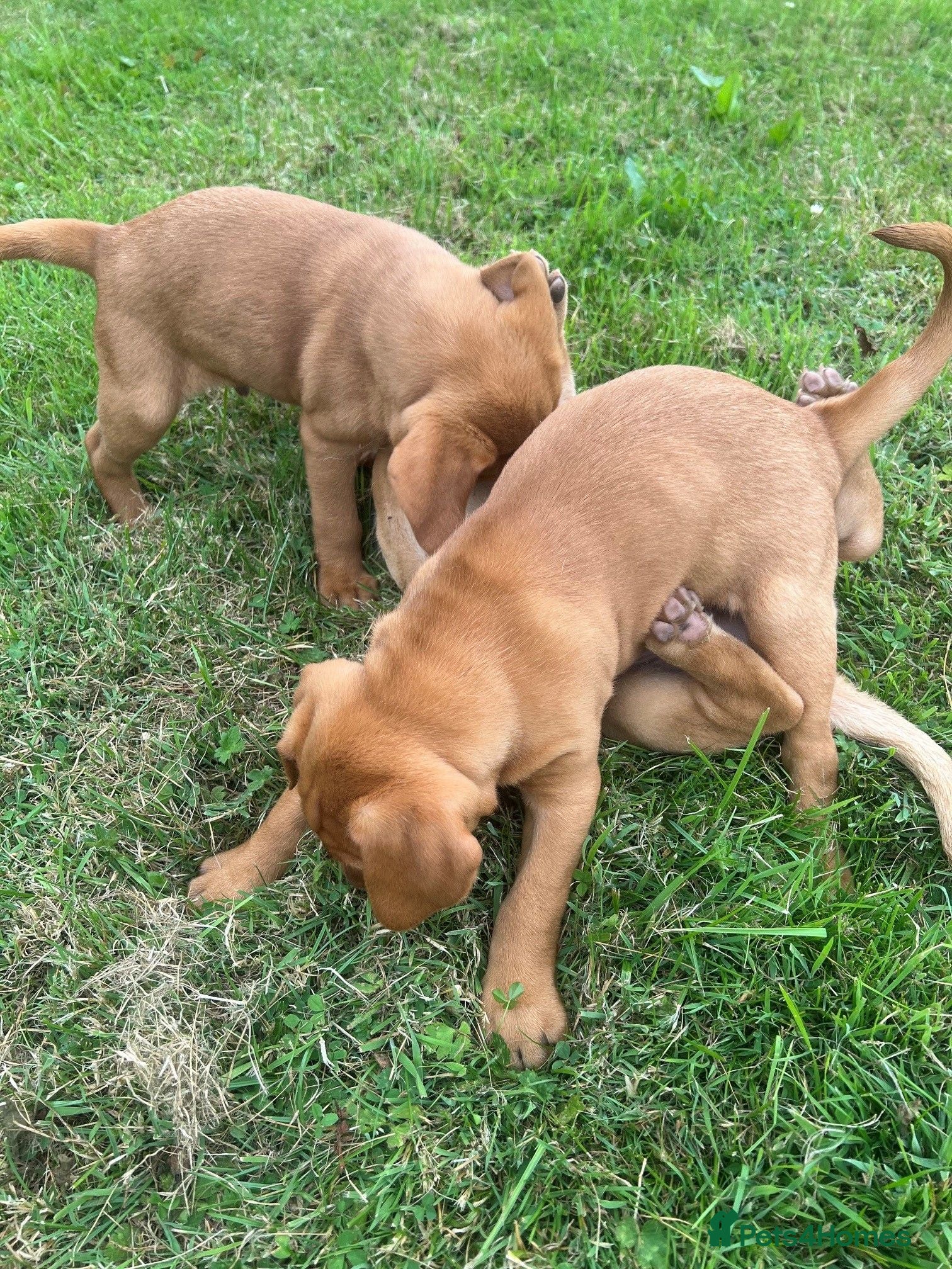 Labrador Retriever dogs Fox red and yellow labradors - Advert 2