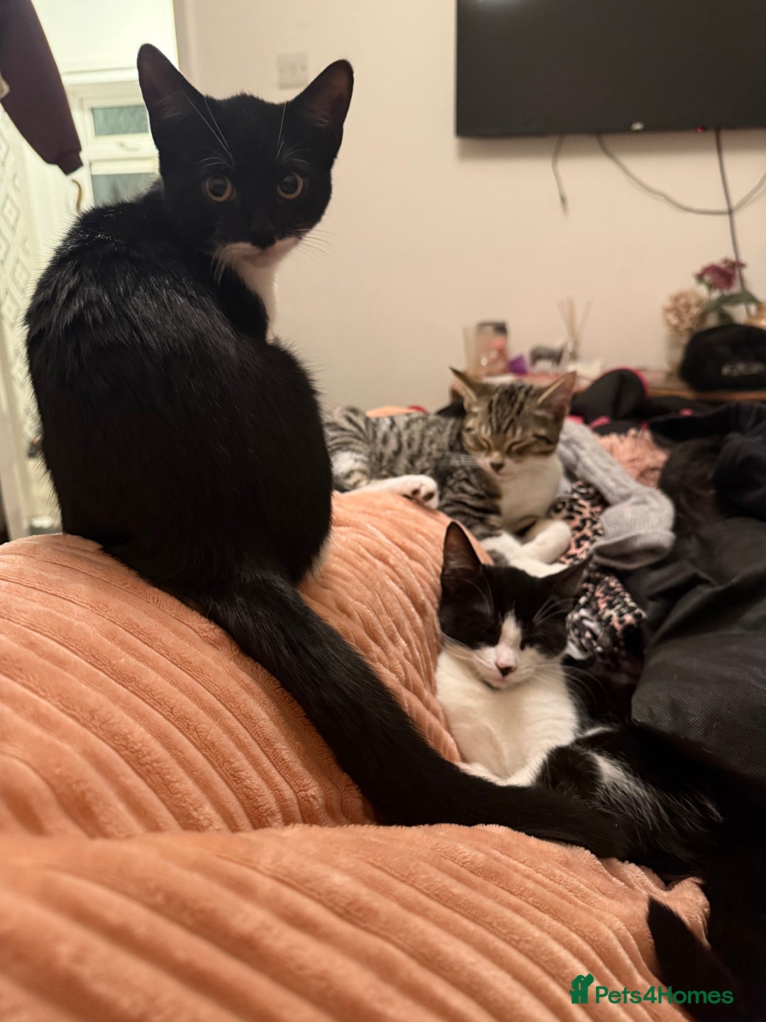 Mixed Breed cats for sale: Kittens  - Advert 5