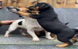 Jack Russell dogs for sale: 🔥Jack Russell Pups Available🔥 - Image 9