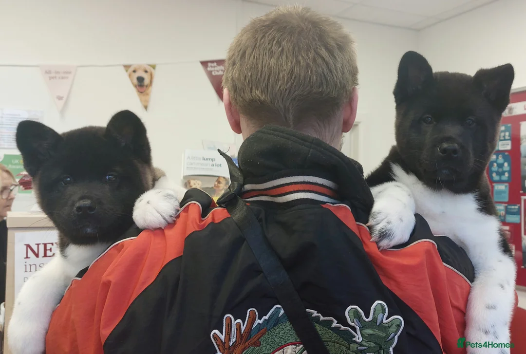 Akita dogs for sale: CHAMPION SHOW potential KC REG AKITA PUPPIES   - Advert 5