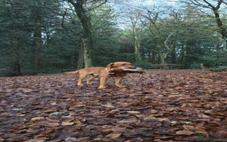 Labrador Retriever dogs for stud: FOX RED Health Tested KC Labrador Retriever - Advert 2