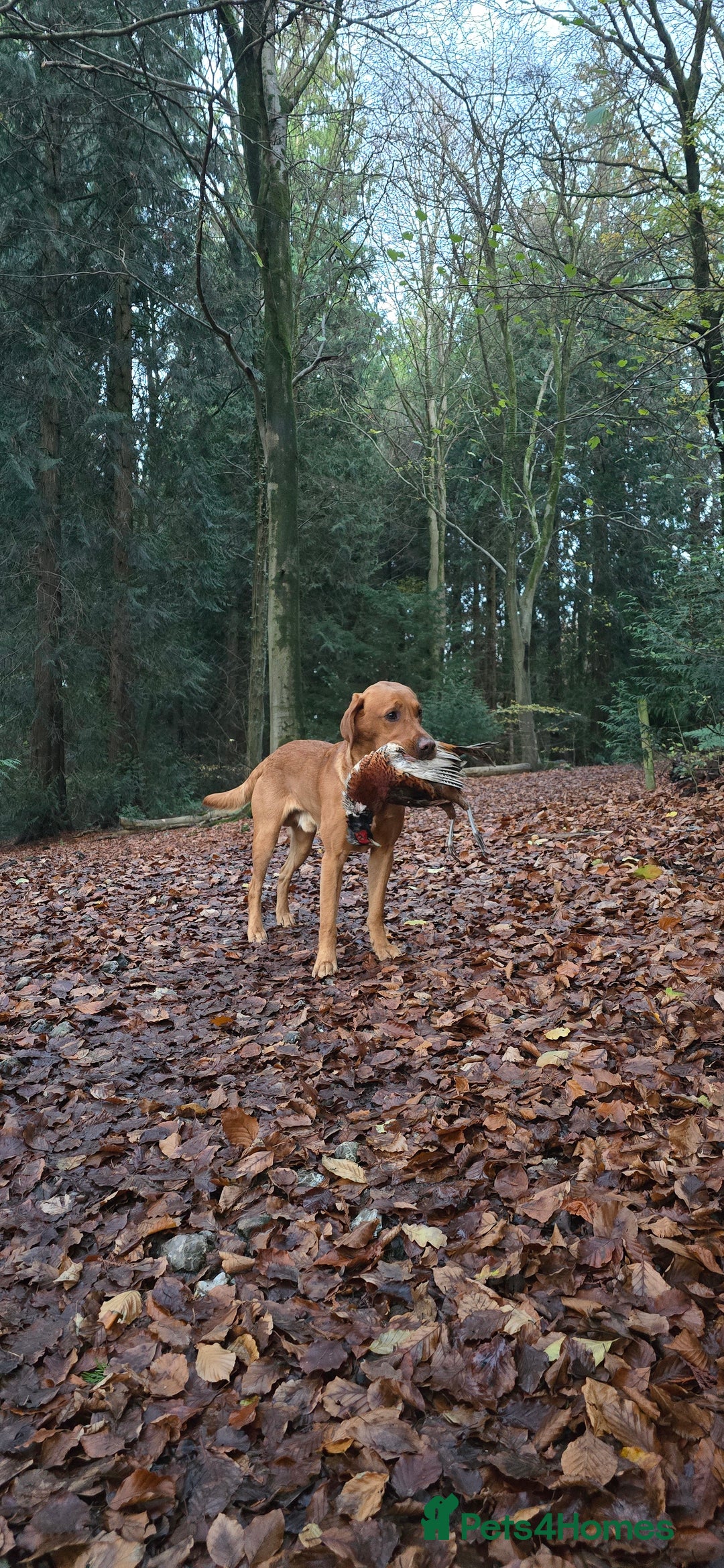 Labrador Retriever dogs for stud: FOX RED Health Tested KC Labrador Retriever - Advert 2