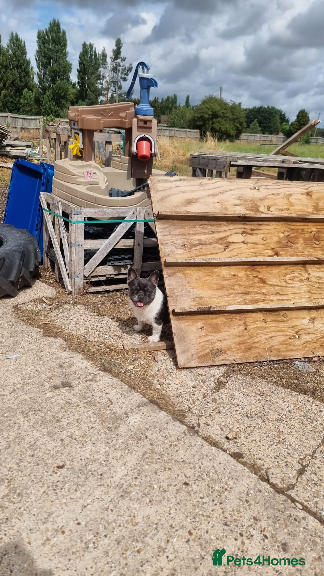 French Bulldog dogs for sale: Pink floodle producer Male - Image 4