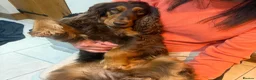 Cocker Spaniel dogs for sale: Gorgeous Show Cocker Spaniels  - Advert 4