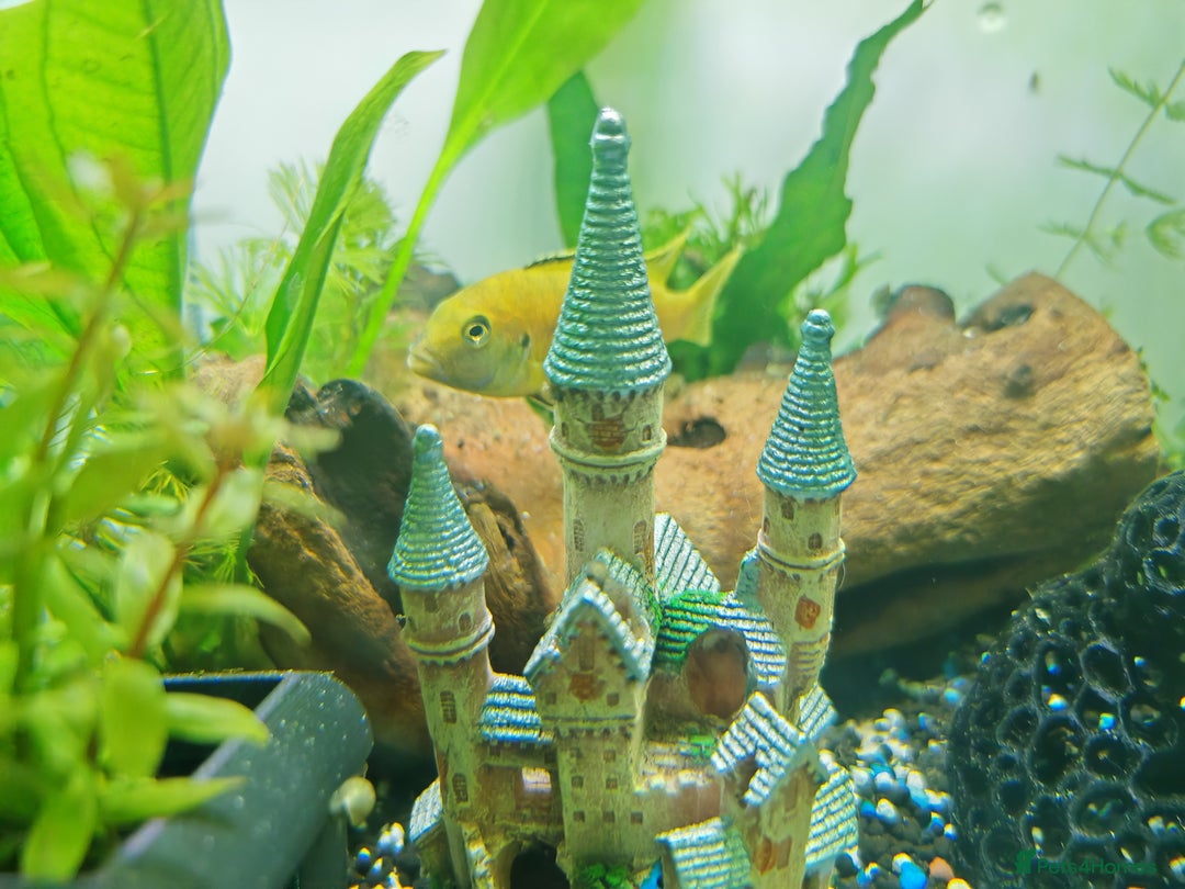Cichlids fish for sale: Yellow Lab African Malawi Cichlid [Free] - Image 2