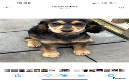 Cocker Spaniel dogs for sale: 6 month cocker spaniel  - Advert 1