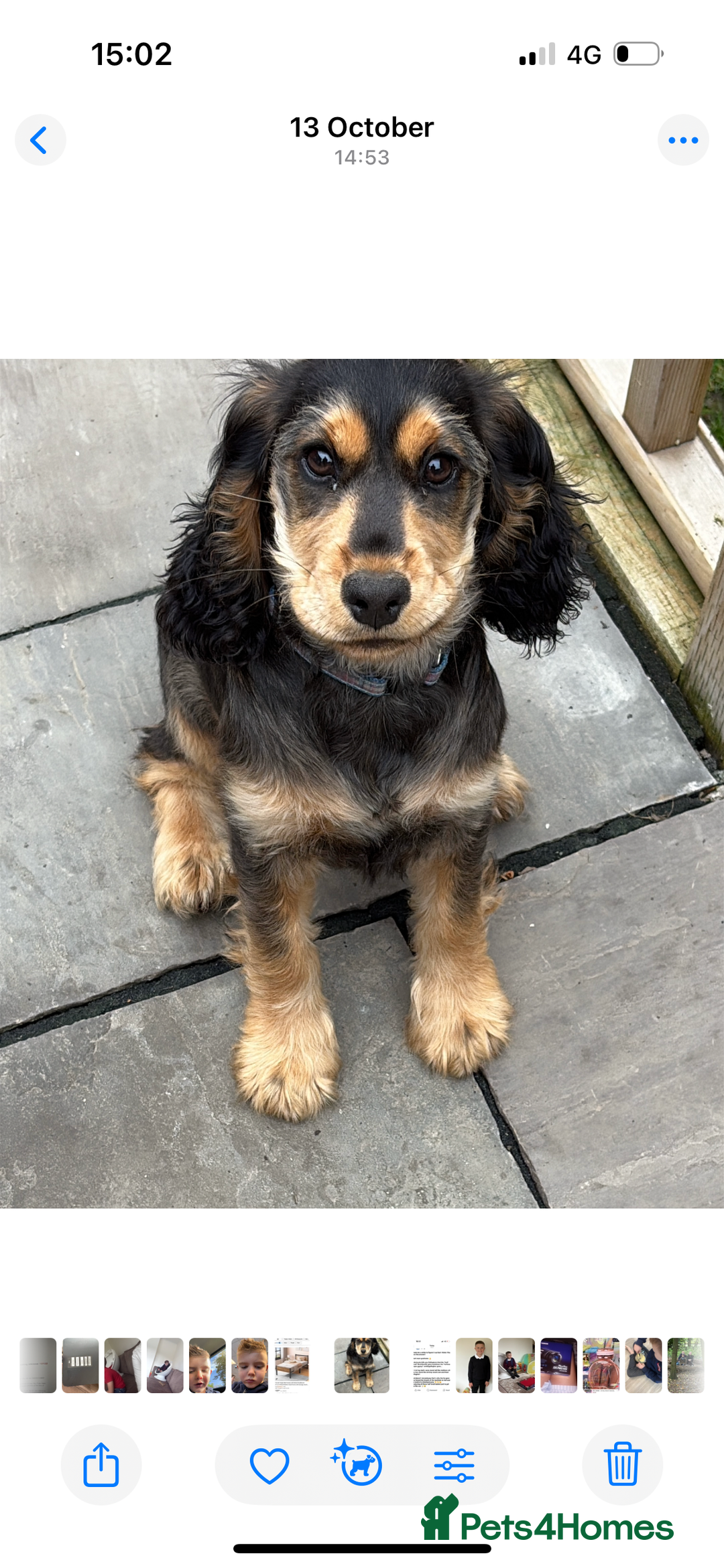 Cocker Spaniel dogs for sale: 6 month cocker spaniel  - Advert 1