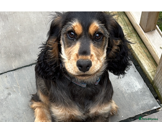 Cocker Spaniel dogs 6 month cocker spaniel - Advert 17