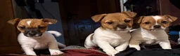 Jack Russell dogs for sale: 3 beautiful Jack Russel girls  - Advert 1