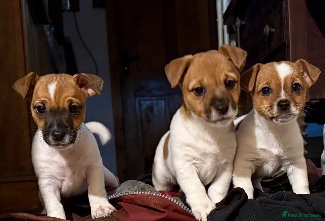 Jack Russell dogs for sale: 3 beautiful Jack Russel girls  - Advert 1