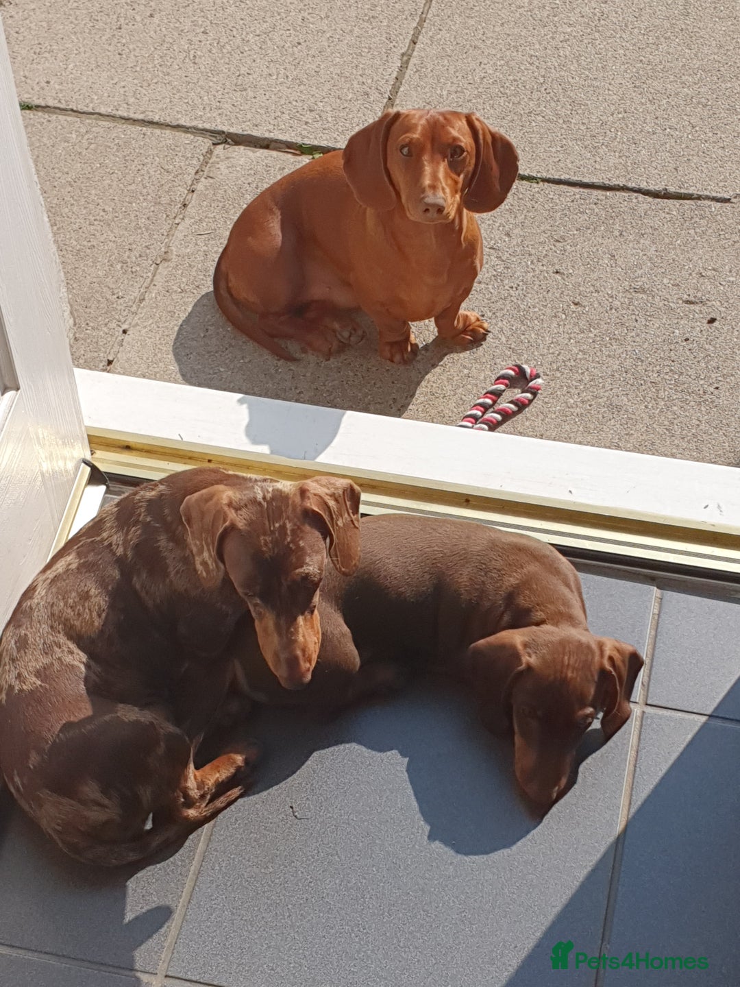 Miniature Dachshund dogs for stud: Richie proven and ready to stud. in Liverpool - Advert 18