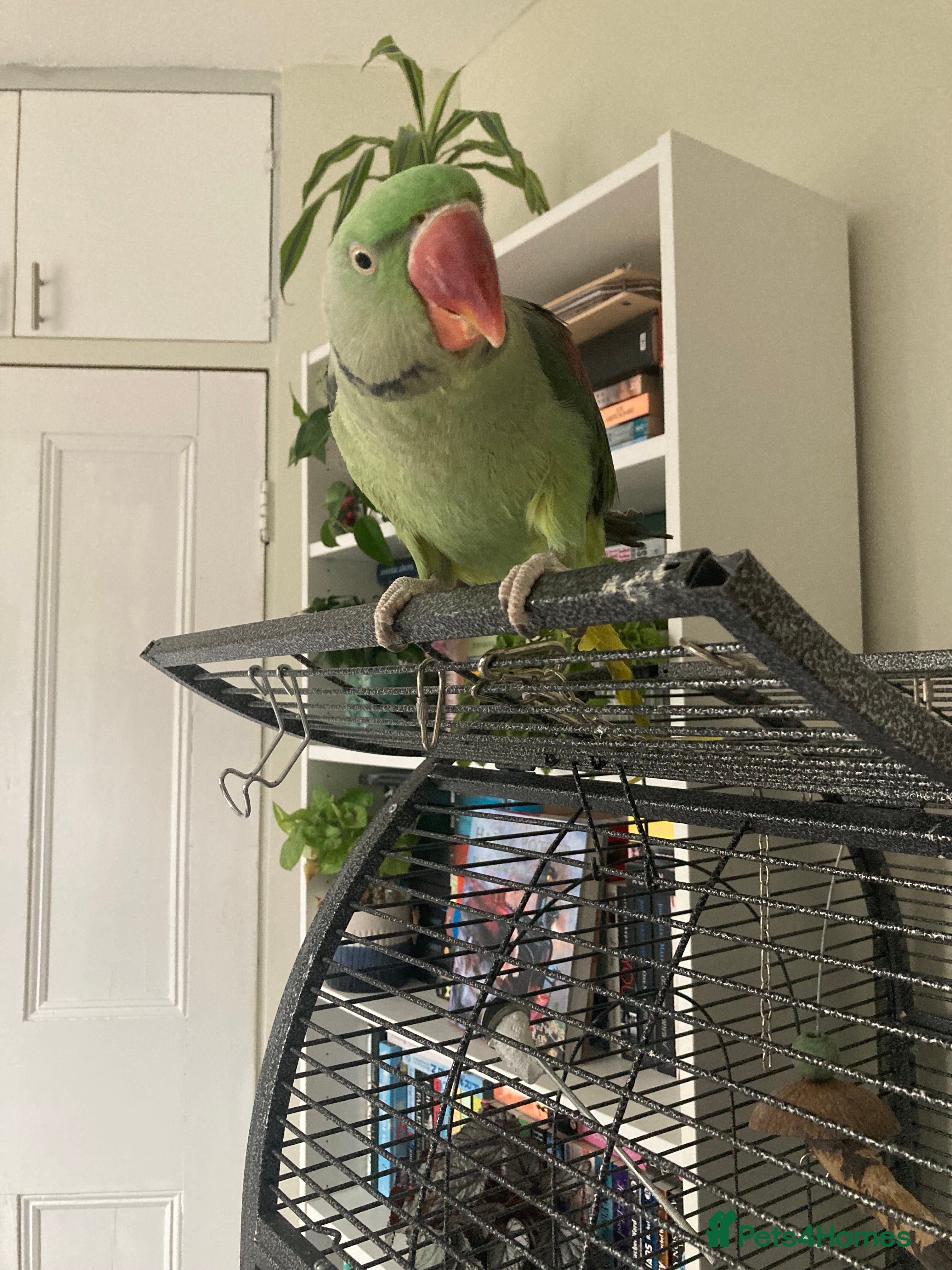 Parrots birds Felix the Alexandrine Parakeet - Advert 9