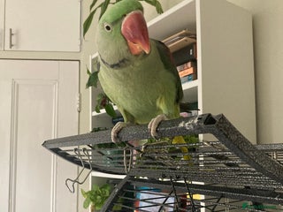 Parrots birds Felix the Alexandrine Parakeet - Advert 2