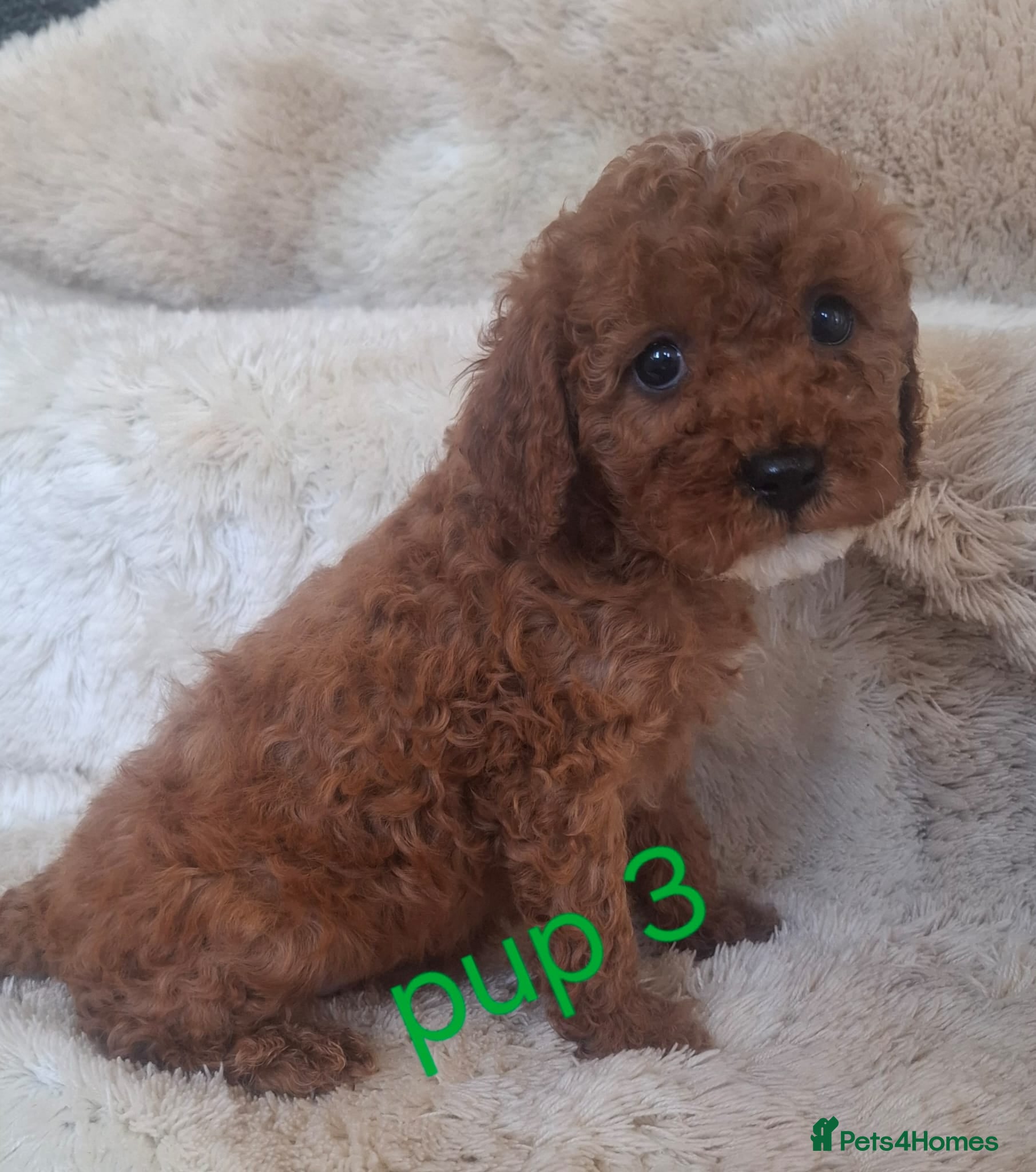 Cavapoo dogs Cavapoo beautiful 😍 litter rare fox red ♥️  - Advert 1