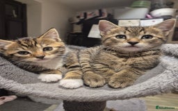 Bengal cats for sale: Bengal cross kittens - Image 1