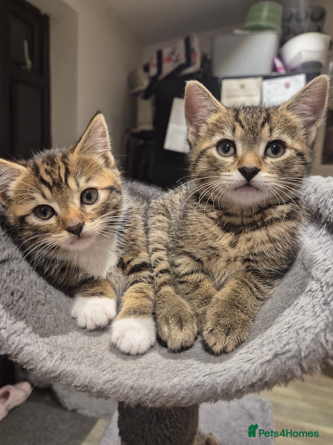 Bengal cats for sale: Bengal cross kittens - Image 1