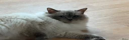 Ragdoll cats for sale: Adorable pedigree ragdoll babies  - Advert 6