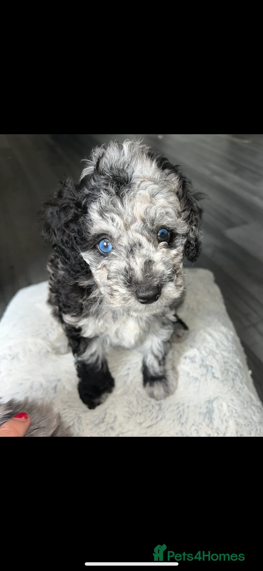 Miniature Poodle dogs for stud: Toy Merle poodle stud  in Shildon - Advert 5