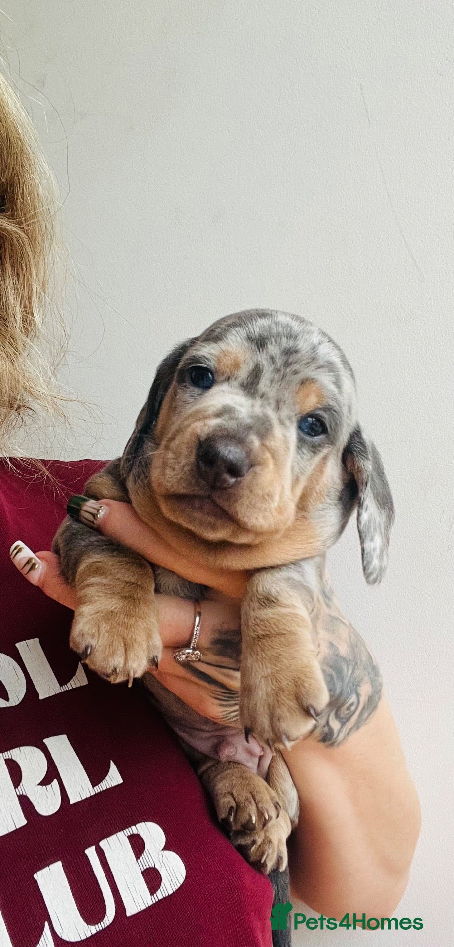 Miniature Dachshund dogs 5*homes ONLY- smooth haired miniature dauchunds    - Advert 8