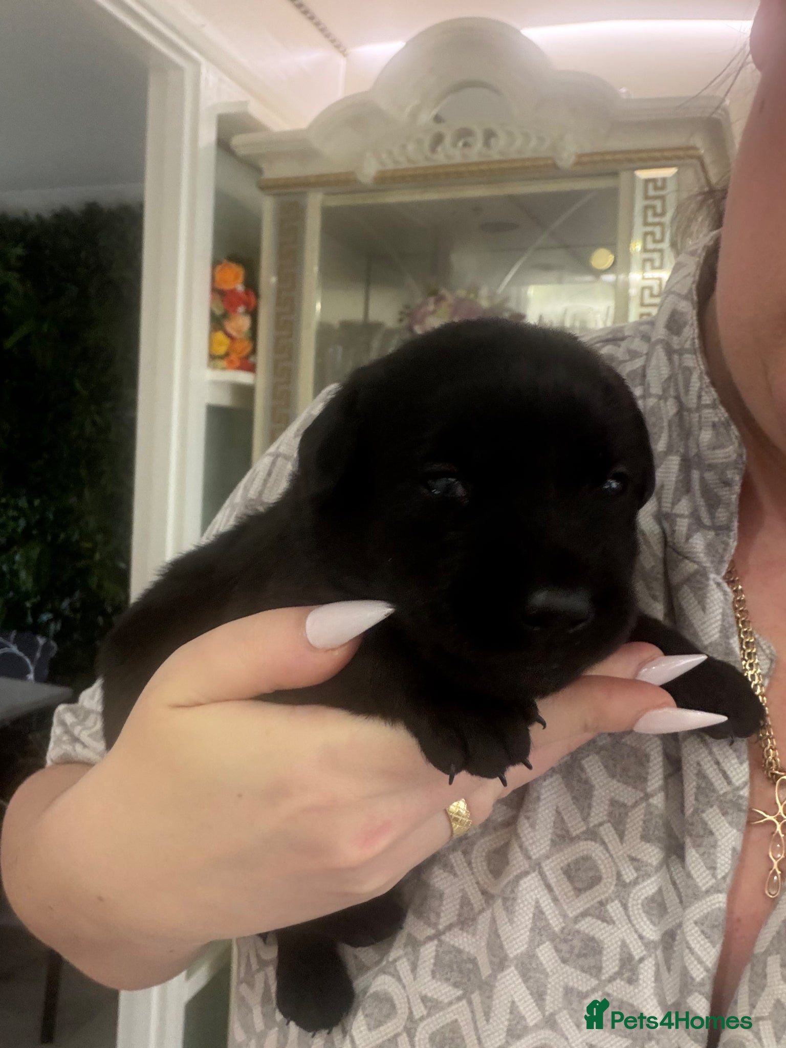 Labrador Retriever dogs 🩷‼️Today to Go22/05/26‼️KC Black Girls  - Advert 2