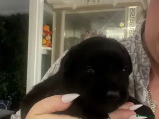 Labrador Retriever dogs 🩷‼️Today to Go22/05/26‼️KC Black Girls - Advert 2