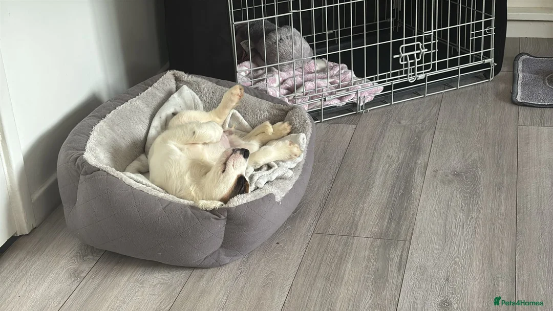 Mixed Breed dogs for sale: Beautiful 14 week old puppy  - Advert 12