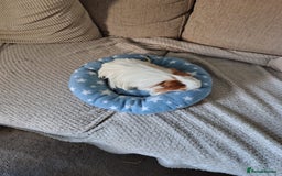 Guinea Pig rodents for sale: 3 Female Guinea Pigs  - Image 11