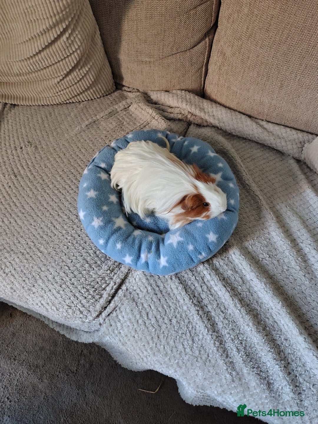 Guinea Pig rodents for sale: 3 Female Guinea Pigs  - Image 11