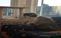 Ragdoll cats for sale: 🧁Sweet ragdolls - Image 29