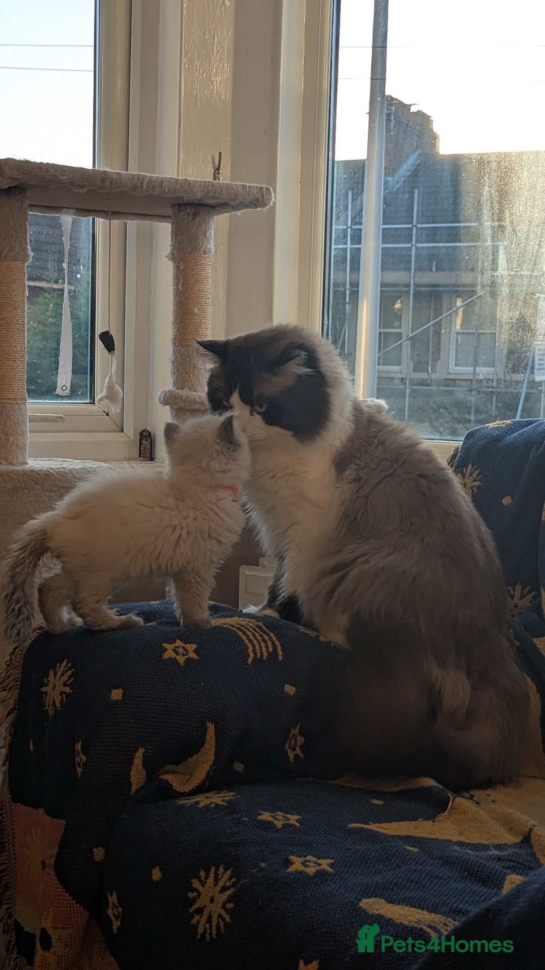 Ragdoll cats for sale: 🧁Sweet ragdolls - Image 29