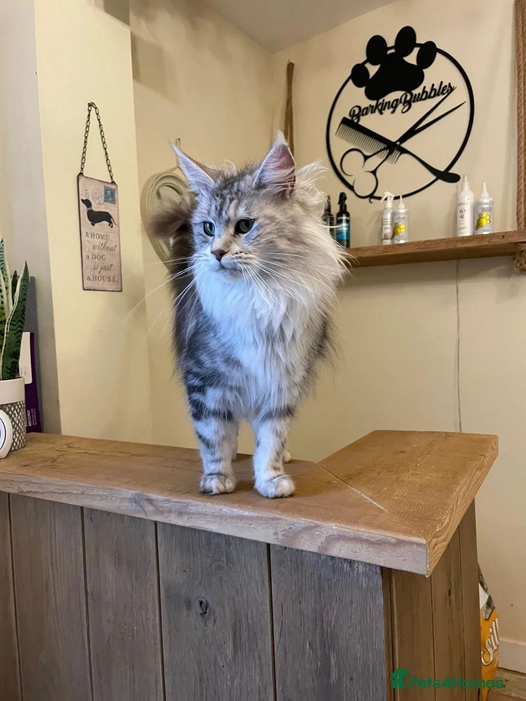 Maine Coon cats for sale: Stunning silver tabby girl  - Advert 2