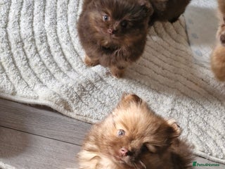 Pomeranian dogs Beautiful short snout kc pomeranian puppies - Advert 1