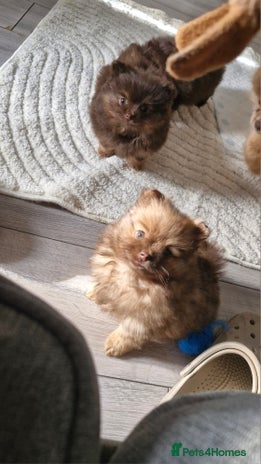 Pomeranian dogs Beautiful short snout kc pomeranian puppies - Advert 7