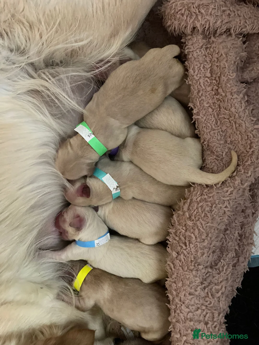 Golden Retriever dogs for stud: A proven gorgeous Golden Retriever for stud in Haywards Heath - Advert 14